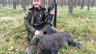 Wild boar hunting in Poland drivjagt Polen  wwwultimatehuntingeu [upl. by Sascha]