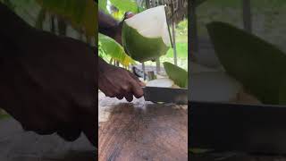 Experience the ultimate ASMR with coconut cutting coconutcutting asmr cuttingskills [upl. by Clarice]