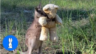 Baby Kangaroos amp Joeys  CUTEST Compilation [upl. by Fidele286]