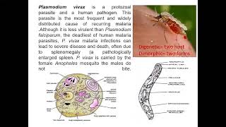 Plasmodium vivax an introduction class 11 Biology [upl. by Daniel]