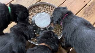 The Puppy Mash  Hovawart puppies eating [upl. by Nihhi]