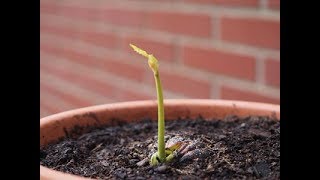 🌱Como germinar y plantar un castaño utilizando una castaña🌰 [upl. by Buyse]