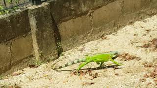 SurinameGrote leguaan bij Fort zeelandia [upl. by Rothenberg708]