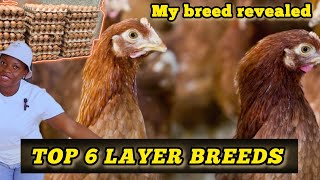 TOP 5 BEST LAYER CHICKEN BREEDS THAT LAY UPTO 360 eggs a yearMy Breed revealed finallychickenfarm [upl. by Archambault]