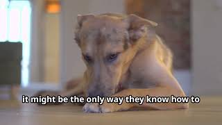 Why Do Dogs Eat Poop Unraveling the Mystery of Coprophagia  Dog Psychology  Alpha Videos dogs [upl. by Lillywhite336]