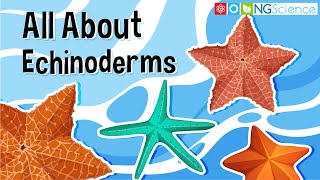 All About Echinoderms [upl. by Balliol]