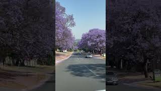 Beautiful jacaranda trees blooming in sunny Pretoria South Africa jacaranda southafrica [upl. by Oiramed]