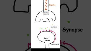 The synapse Biology GCSE Biology paper 2 pass your exams letsgettothemarks [upl. by Eixid781]