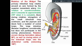 development of midgut amp hindgut [upl. by Barbarese155]