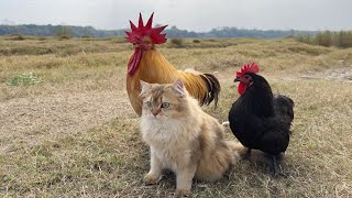 Unbelievable😲‼️Cat takes rooster and hen to the wild to learn to catch miceFunny and cute video🤣 [upl. by Edaw]