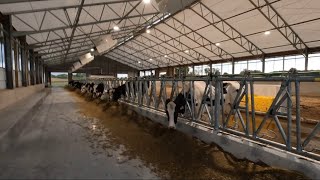 Training Cows from the Lely Robot quotFetchquot List October 56 2024 [upl. by Berna]