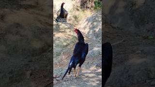 Black Shamo Patha birds animals chicken [upl. by Lindy402]