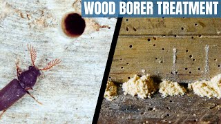 Wood borer treatment  How to get rid of wood borer  difference between termites and wood borer [upl. by Im]