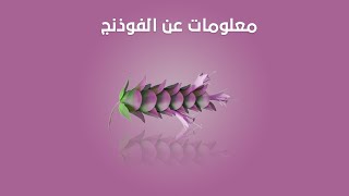 الفوذنج الوصف النباتي والاستعمال [upl. by Sirromad586]