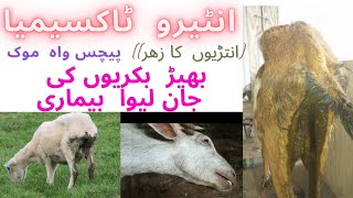 entirotoxemia disease in sheep amp goats symtemstreatment and precutions [upl. by Avivah123]