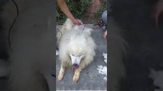 Its been so hot here 🥵 dogs had haircuts china animalshelter samoyed malamute poodle [upl. by Carrie]