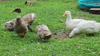 Summer in Alaska with our birds [upl. by Garnes]