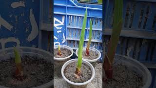 How to Grow Gladiolus part 3 [upl. by Anallese]