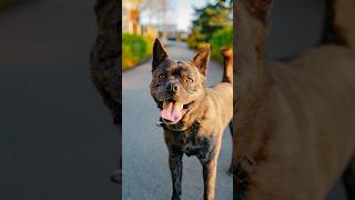 I bet you’ve never seen THIS mix 🐶 dogphotography streetportraits [upl. by Estella]