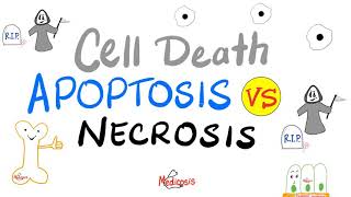 Apoptosis vs Necrosis  Cell Death  Pathology Series [upl. by Nylednarb323]