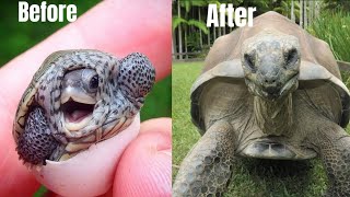 Before And After  AnimaLs Transformation 😱😱 [upl. by Aehsrop]