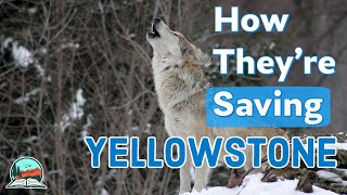 Yellowstone Wolves The Renewal of Nature Trailer [upl. by Meade]