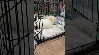 Play Rest Repeat The Benefits of a Puppy Playpen [upl. by Loftis]