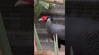 For those of you who enjoy a good crest ‘do Mr Siamese Fireback Pheasant and his perfect ponytail [upl. by Pasquale]