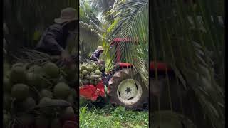 harvest coconut 🌴 shorts agriculture harvesting cocanut farming [upl. by Atterrol]