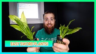 AMAZON SWORD AND ROSETTE SWORD  AQUARIUM PLANT CARE GUIDE [upl. by Sainana]