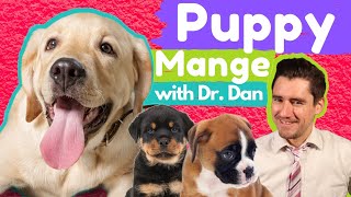 Puppy Mange or Demodex in dogs Dr Dan explains these mites [upl. by Tobey]