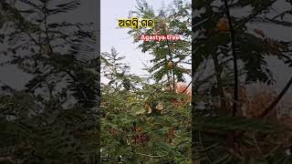 Agastyatree agasti ଅଗସ୍ତି [upl. by Ddene]