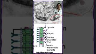 🔬 Hemidesmosomas en el tejido epitelial🔬 [upl. by Monty692]