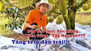 Đậy bạt đậy mủ cho sầu riêng miền đông tây nguyên giúp tỉ lệ đậu trái cao  Kỹ thuật sầu riêng BMFE [upl. by Vargas347]