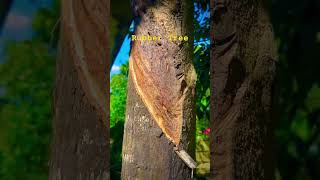 Rubber tree near by home youtubeshorts shortvideos viralvideos rubber [upl. by Miza]