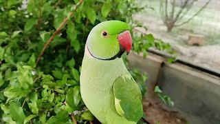 Talking Indian Ringneck Parrot [upl. by Rutledge561]