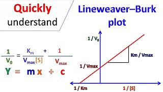 Lineweaver Burk plot [upl. by Emmaline]