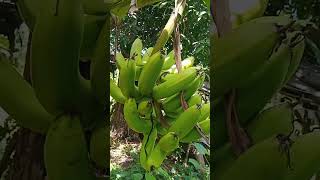 saging lakatan youtubeshorts [upl. by Willin]