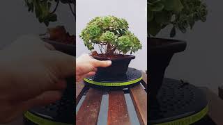 Bonsai de Aeonium haworthii 🌳👉🏻 así hago su mantenimiento [upl. by Omar]