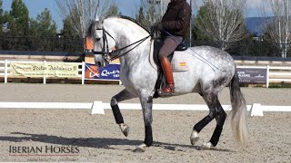 ANDALUSIAN HORSE WITH PASSAGE AND PIAFFE [upl. by Refotsirhc148]