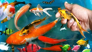 Find colorful Ornamental fish Betta fish koi fish koki fish Channa fish catfish animal videos [upl. by Christye281]