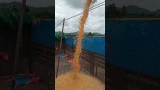 Corn farm india fypシ゚viral fyp fypyoutube [upl. by Eniluqaj177]