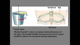 Chapter 23  Respiratory System Part 2 [upl. by Eliathan]