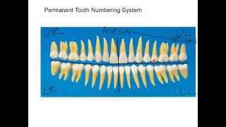 Permanent Dentition Numbering System Tutorial [upl. by Eyar805]