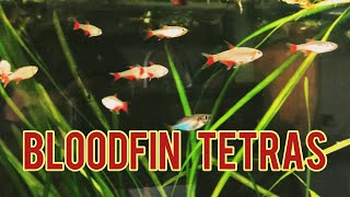 Are Bloodfin Tetras the Best Schooling Fish Tank Updates [upl. by Revkah993]