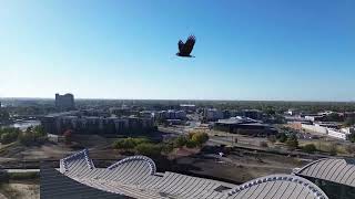 Eagle Flying in Downtown Wichita [upl. by Alleunamme91]