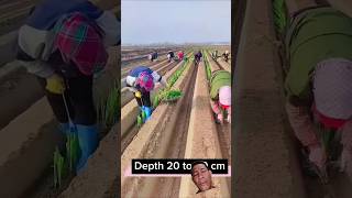 Bertani moderen smallonion agriculture farmer videoshort [upl. by Oz523]