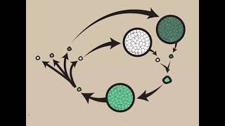 quotClassification of Oomycetes Sysmptoms and life cycle of Pythium Phytophthora and Albugoquot [upl. by Sorips]