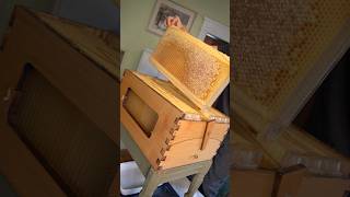 Finally harvesting honey from the Flow Hive Pt1 beekeeping bees flowhive honey honeyharvest [upl. by Emirak274]