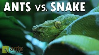 Ants vs Snake [upl. by Pamelina840]